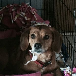 Meet your Posher, Susan